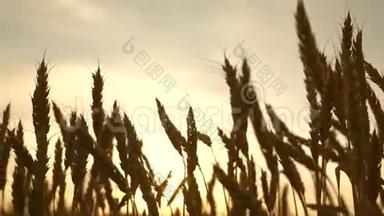 <strong>环保小</strong>麦。 在蓝天上成熟<strong>小</strong>麦的田野。 <strong>小</strong>麦的穗子和谷粒摇动着